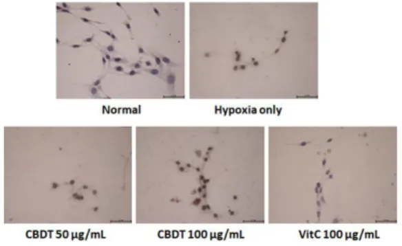 Fig. 8. Effect of CDBT on the hypoxia-induced neuronal cell oxidation.