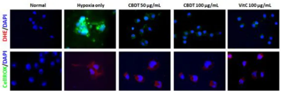 Fig. 11. Effects of the CDBT on the LPS-induced BV-2 cell activation.