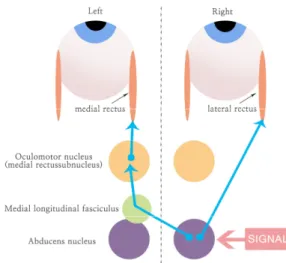 Fig. 5. Horizontal conjugate gaze pathway.