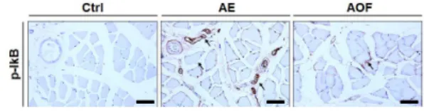 Fig. 6. Changes in 8-OHdG involved in gene damage caused by oxidative stress.