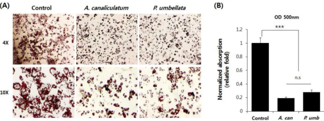 Fig. 2. Reduced adipogenic differentiation in medical herb water extracts treated group.