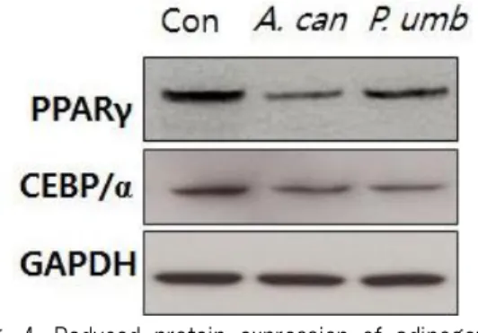 Fig. 4. Reduced protein expression of adipogenic related proteins in medical herb water extracts treated group.