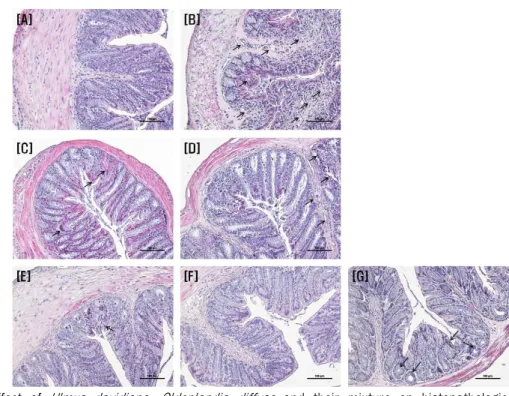 Fig. 3. Effect of Ulmus davidiana , Oldenlandia diffusa and their mixture on histopathologic change of colon mucous membrane tissue by light microscopy in AOM/DSS-induced colitis-associated colonic neoplasms mice.