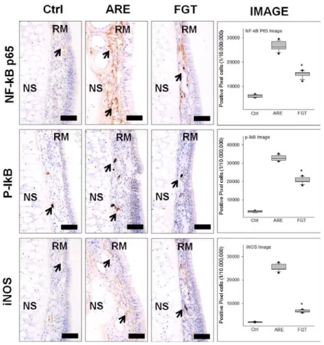 Fig. 5. The anti-inflammation effect.