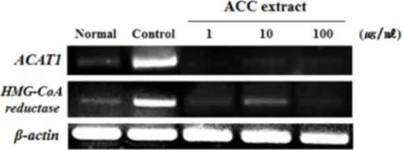 Fig. 7. Effect of ACA extract on ACAT1 and HMG-CoA  reductase mRNA expression in HepG2 cells.