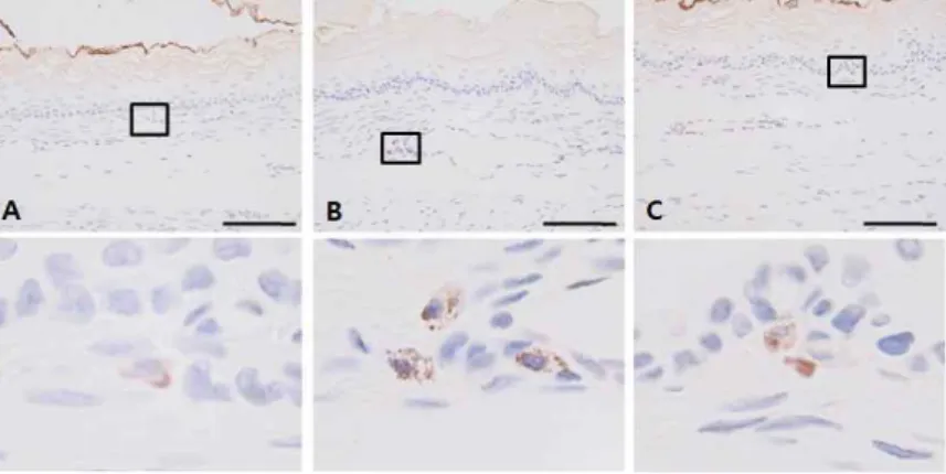 Fig. 6. MMP-9 expression in esophagus of rat.