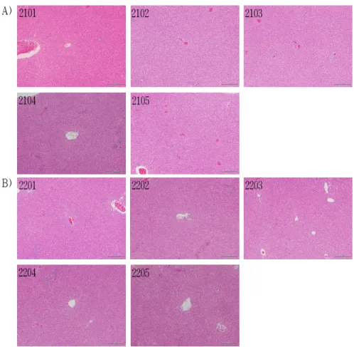 Fig. 4. Histological analysis of liver in female SD rats.