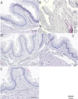 Fig. 6. The change of IL-6 in reflux esophagitis  rats.