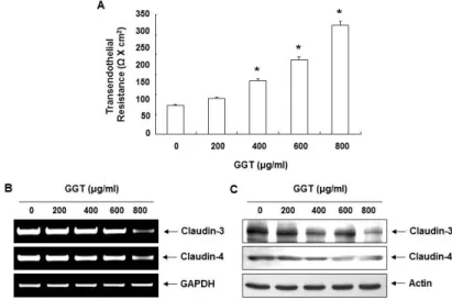 Fig. 3. Effects of GGT on the values of TER and expression of claudins in 5637 cells.