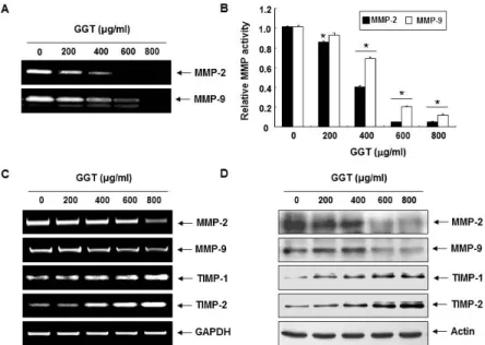 Fig. 4. Inhibition of MMP expression and their activities, and induction of TIMPs expression by GGT in  5637 cells.