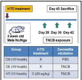 Fig. 1. Protocol of HTD for DNFB induced dermatitis.