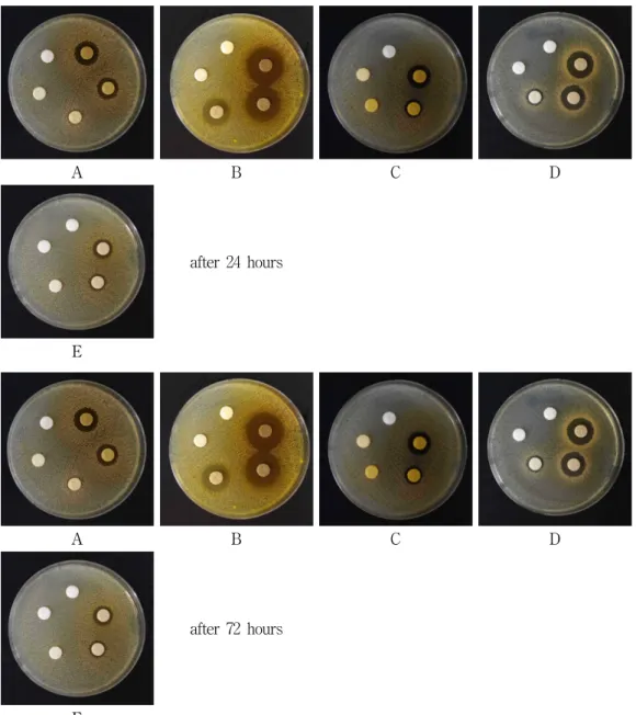Fig. 4. The variation of inhibition zone according to cultivating time on S . aureus .