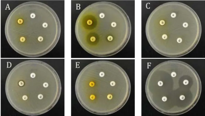 Fig. 2. Inhibition zone according to density of each extract on S. epidermidis.