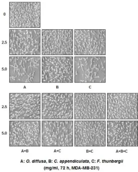 Fig. 3. Morphological changes of human breast cancer  MDA-MB-231 cells by single and complex  treatment of O