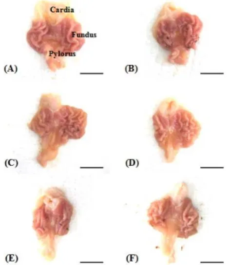Fig. 2. Changes on the gastric mucosa gross lesion  areas in IND-treated rats.
