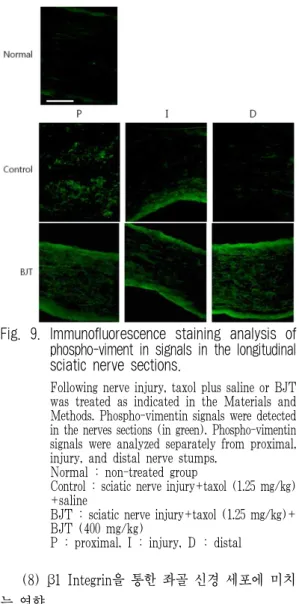 Fig. 8. Western blot analysis of phospho-vimentin in protein samples from the sciatic nerves.