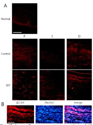 Fig. 10. Immunofluorescence staining analysis of β1 integrin signals in the longitudinal sciatic nerve sections.