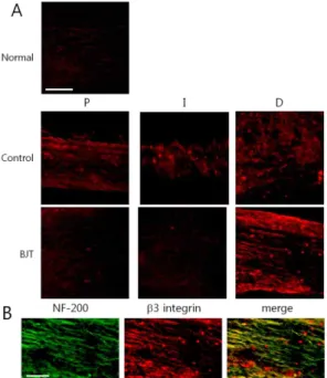Fig. 12. Immunofluorescence staining analysis of β3 integrin signals in the longitudinal sciatic nerve sections.