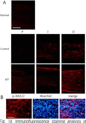 Fig. 14. Immunofluorescence staining analysis of phospho-Erk1/2 signals in the longitudinal sciatic nerve sections.