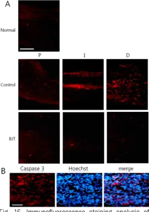 Fig. 16. Immunofluorescence staining analysis of Caspase 3 signals in the longitudinal sciatic nerve sections.