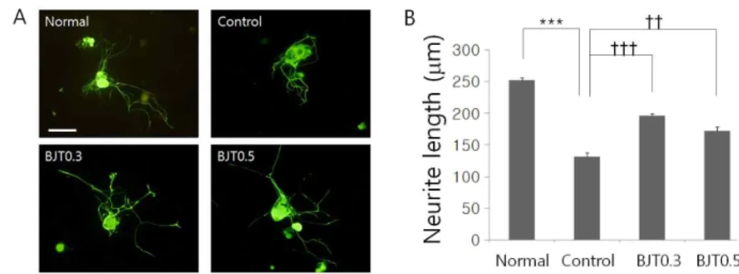 Fig. 1. Pattern of neurite outgrowth of cultured DRG neurons.