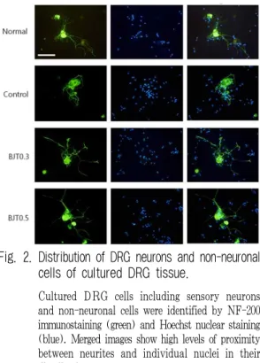 Fig. 3. Immunofluorescence staining analysis of NF-200 protein signals in the longitudinal sciatic nerve sections.