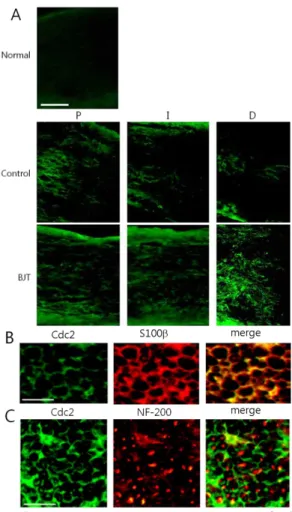 Fig. 6. Western blot analysis of Cdc2 in protein samples from the sciatic nerves.