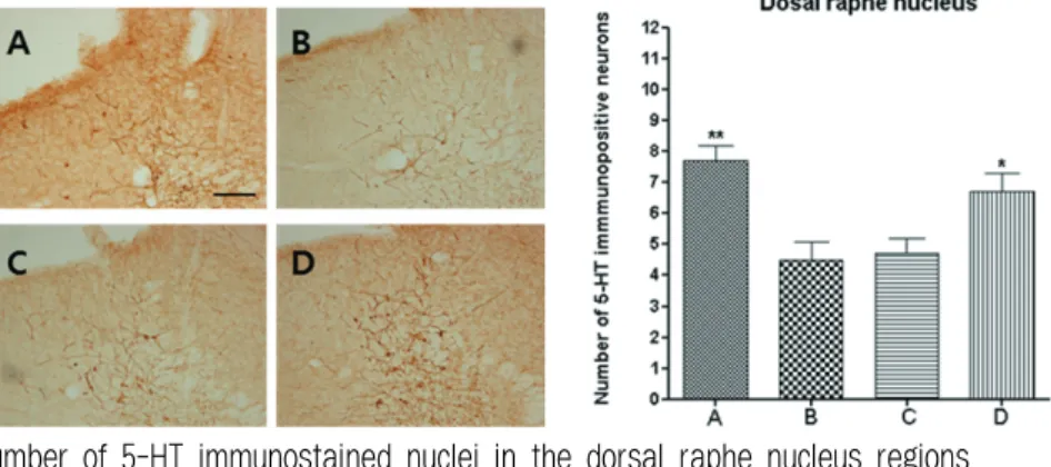 Fig. 4. The number of 5-HT immunostained nuclei in the dorsal raphe nucleus regions.