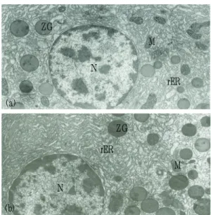 Fig. 7. Electron microgrphs of acinar cells from  normal(a) and EA groups(b).