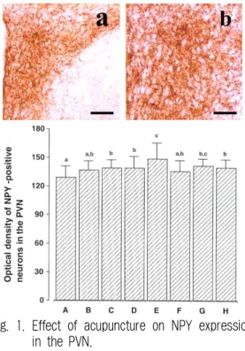 Fig. 1. Effect of acupuncture on NPY expression in the PVN.