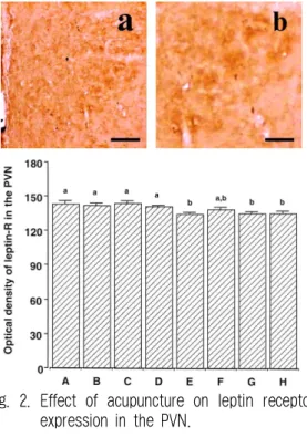 Fig. 2. Effect of acupuncture on leptin receptor expression in the PVN.