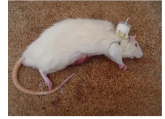 Fig. 1. Insertion of force transducer sensor on the body of stomach.