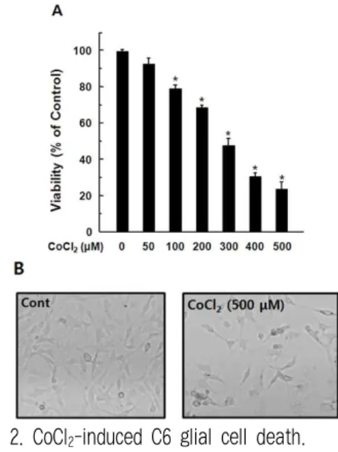 Fig. 2. CoCl 2 -induced C6 glial cell death.