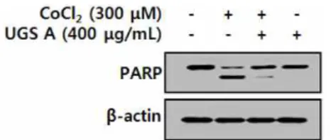 Fig. 10. Effect of UGS A on CoCl 2 -induced cleavage of procaspase-3 in C6 glial cells.