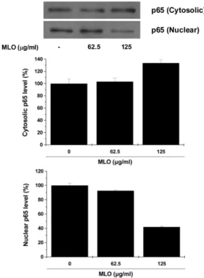 Fig. 7. Effects of MLO on the NF-κB translocation in B16F10 cells.
