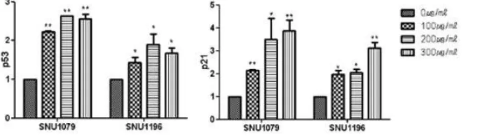 Fig. 6. Effects of JIU concentration on the expression of p53 and p21 in cholangiocarcinoma cells.