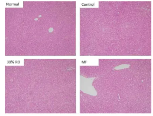 Fig. 2. Fat droplet in hepatic lobules of rat in each group(x100).