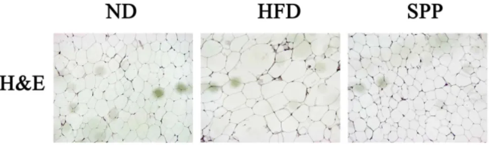 Fig. 3. White adipocyte size of each experimental group.