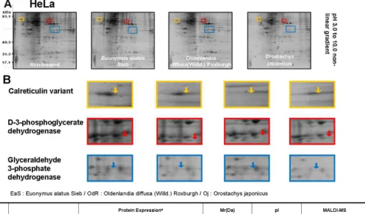 Fig. 1. Altered protein expression in human cervical cancer cell line HeLa treated with three different herbs.