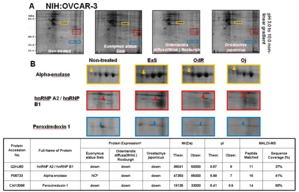 Fig. 3. Altered protein expression in human ovarian cancer cell line NIH:OVCAR-3 treated with three different herbs.