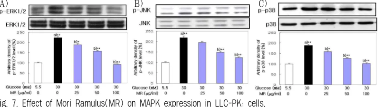 Fig. 7. Effect of Mori Ramulus(MR) on MAPK expression in LLC-PK 1 cells.