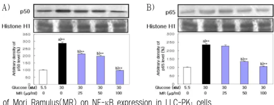Fig. 9. Effect of Mori Ramulus(MR) on NF-κB expression in LLC-PK 1 cells.