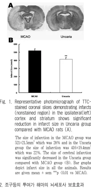 Fig.  1.  Representative  photomicrograph  of  TTC-  stained coronal slices demonstrating infarcts  (nonstained region) in the ipsilateral(left)  cortex  and  striatum  shows  significant  reduction in infarct size in Uncaria group  compared with MCAO rats