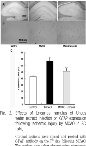 Fig.  2.  Effects  of  Uncariae  ramulus  et  Uncus  water extract injection on GFAP expression  following ischemic injury by MCAO in SD  rats.