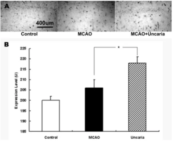 Fig.  4.  The  effect  of  Uncaria  administration  on  ERK expression in the MCAO rats.