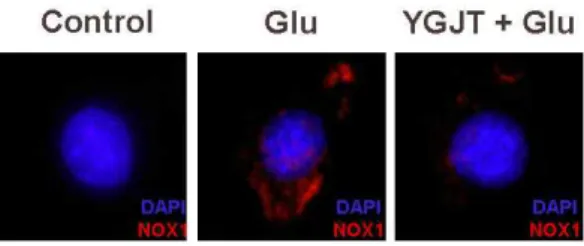 Fig. 8A. YGJT inhibited glutamate-induced expression of NOX1 mRNA.
