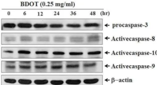Fig. 7. Expression of Procaspase-3 proteins in