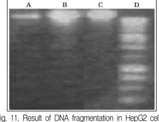 Fig. 9. Effect of SG on ATP amount in palmitic acid-treated HepG2 cell.