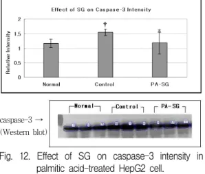 Fig. 12. Effect of SG on caspase-3 intensity in palmitic acid-treated HepG2 cell.