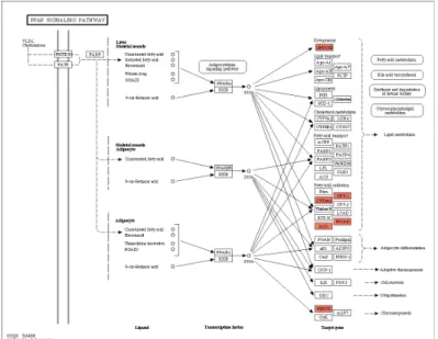Fig. 2. Pathway analysis on up-regulated DNA by chronic renal injury induction using combination treatment with adriamycin and cisplatin.